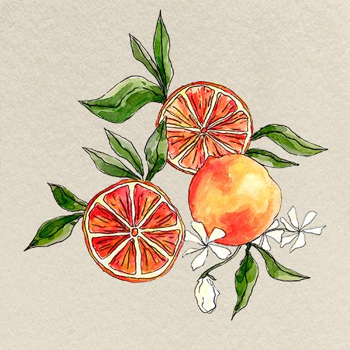 illustration oranges