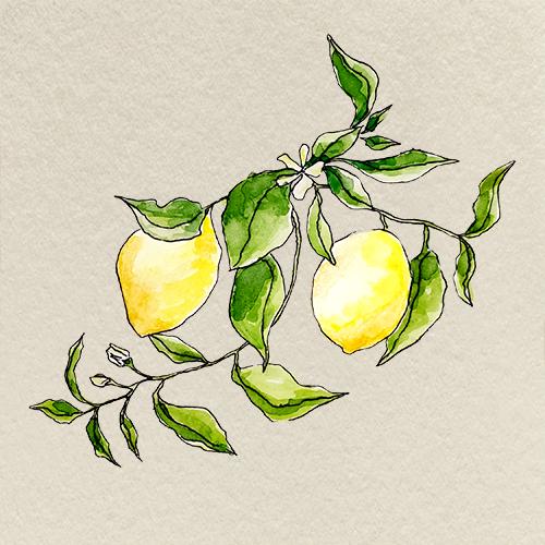 illustration citrons